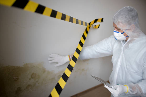 Best Mold removal after water damage  in Gibson City, IL